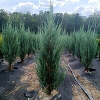 Ялівець скельний "Блю Ерроу" Blue Arrow h - 110-120 см, об'єм ґрунту 4 літри