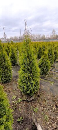 Туя Смарагд западная Пирамидальная крона Хвоя зеленая, 100-110 см