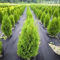 Туя Смарагд західна Пірамідальна крона Хвоя зелена, от 60 до 70 см 10 шт - об'єм ґрунту 4 літри