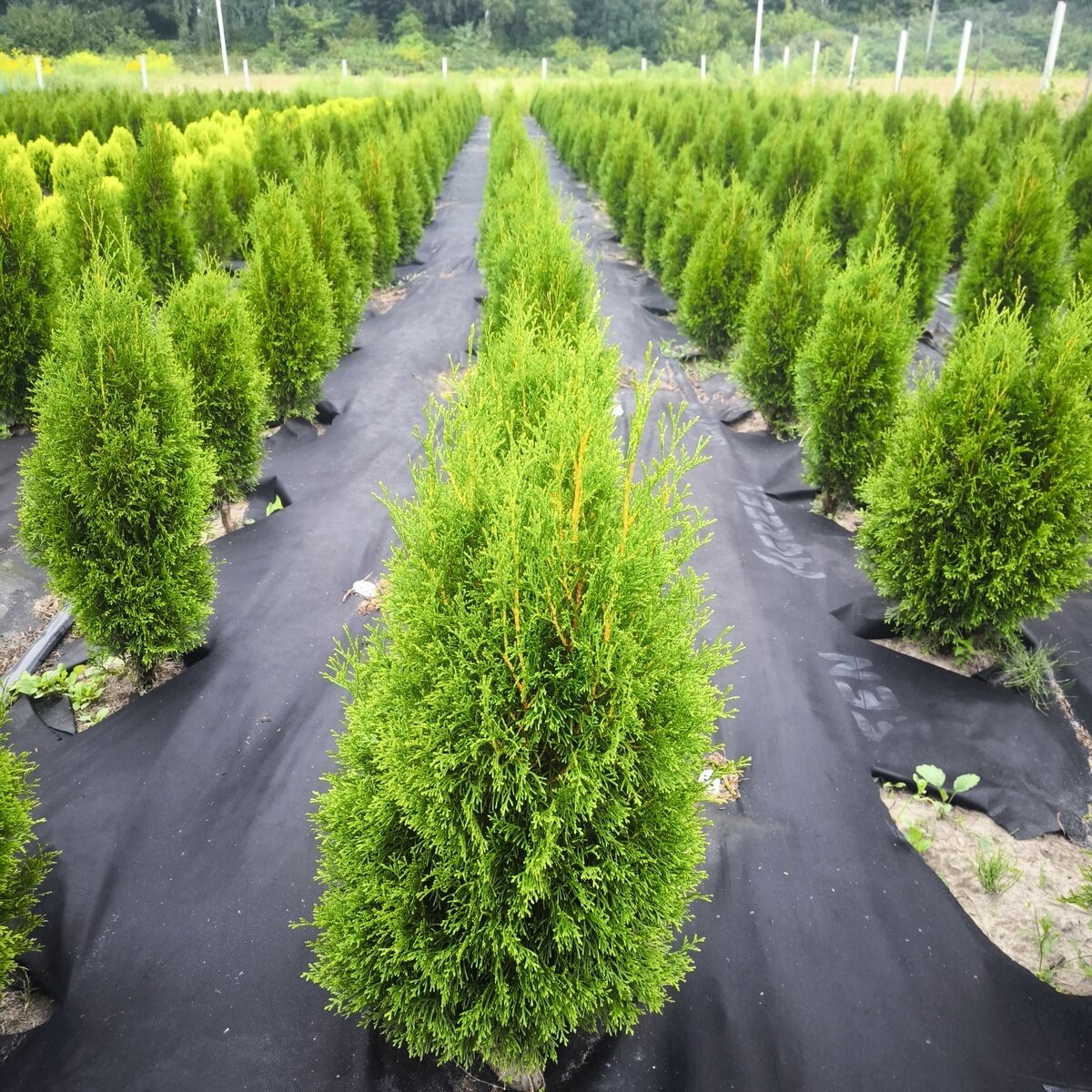 Туя Смарагд західна Пірамідальна крона Хвоя зелена, от 60 до 70 см 5 шт - об'єм ґрунту 4 літри,