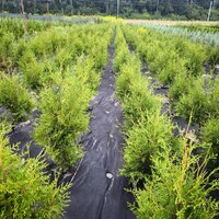 Туя Брабант Грін західна Хвоя зелена, от 100 до 110 см - об'єм ґрунту 4 літри