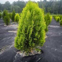 Туя західна Aurea Nana (Ауреа Нана) овальна h - 40-50 см, об'єм ґрунту 4 літри